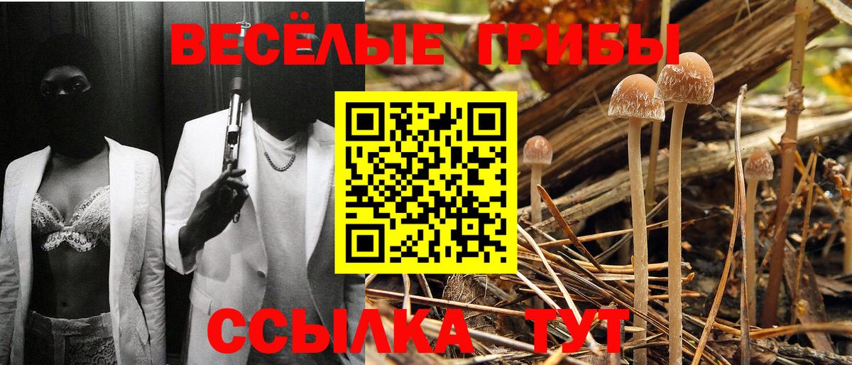 Тара  Псилоцибиновые грибы Magic Shrooms  Галлюциногенные грибы ЛСД  Вход с VPN 